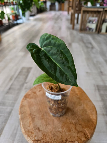 Anthurium Ace of Spades Dark Form × papillilaminum (JP1)