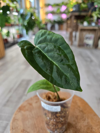 Anthurium Ace of Spades Dark Form × papillilaminum (JP1)