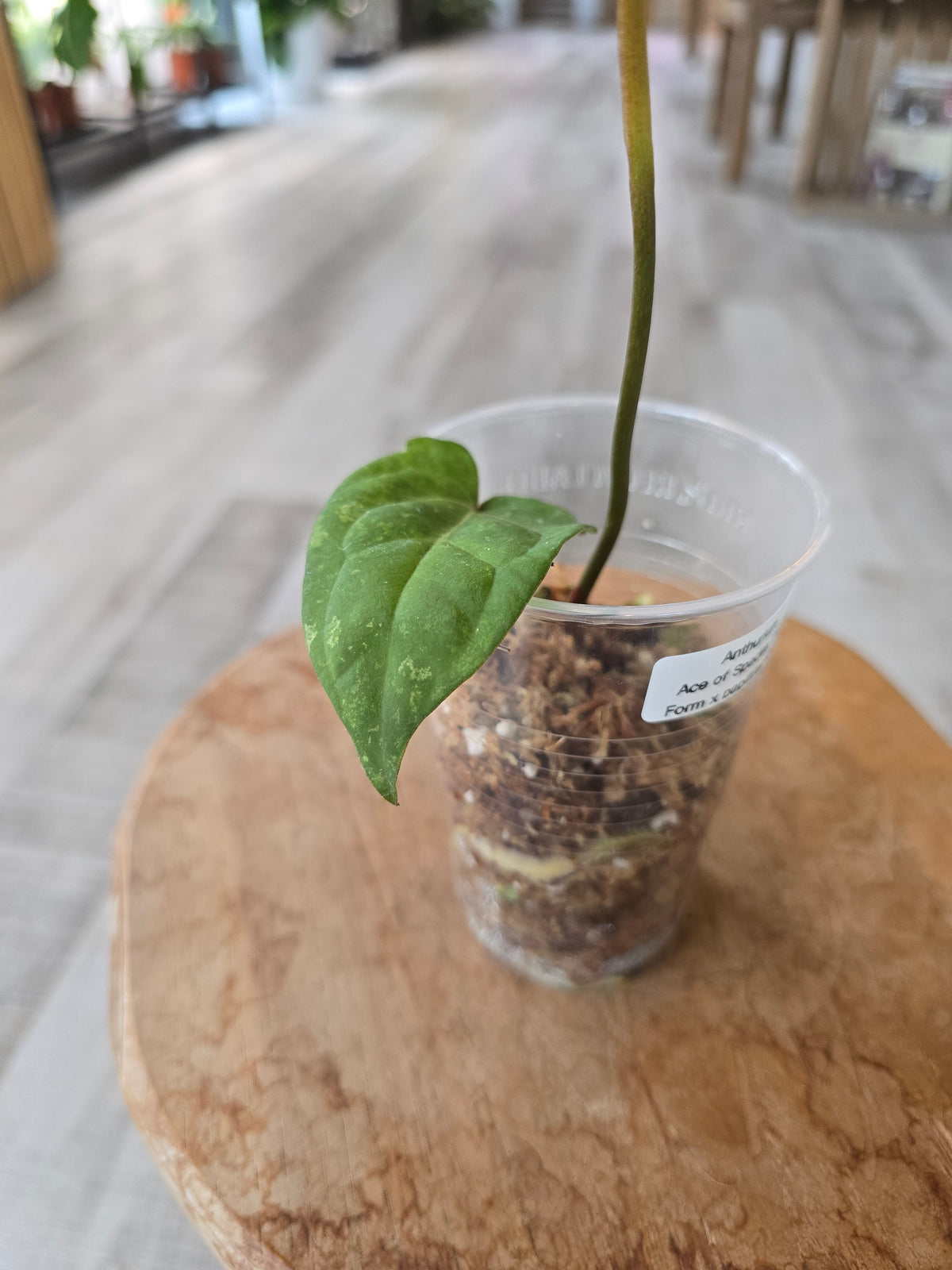 Anthurium Ace of Spades Dark Form × papillilaminum (JP1)