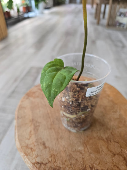 Anthurium Ace of Spades Dark Form × papillilaminum (JP1)