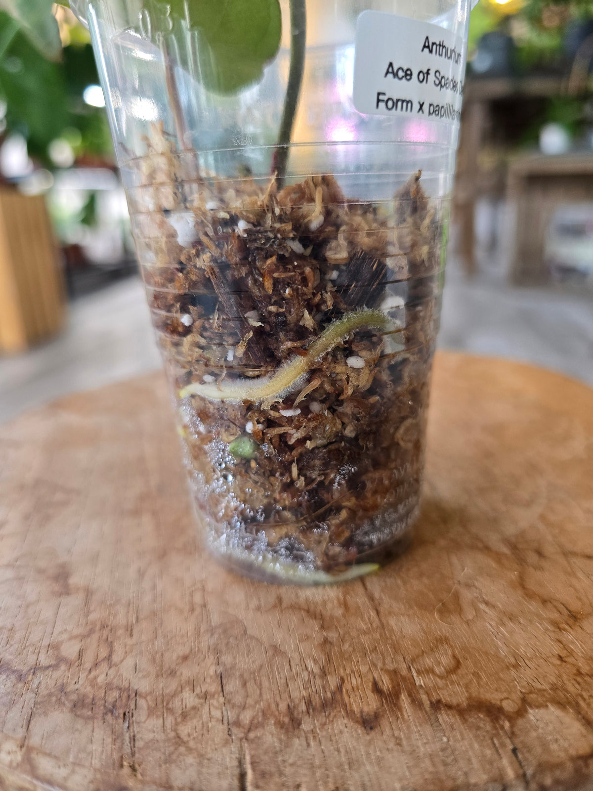Anthurium Ace of Spades Dark Form × papillilaminum (JP1)