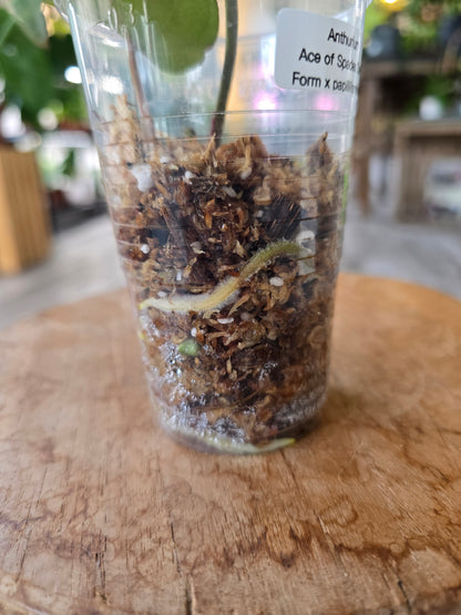Anthurium Ace of Spades Dark Form × papillilaminum (JP1)