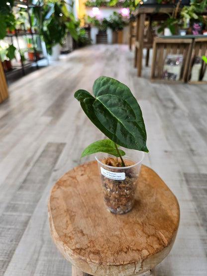 Anthurium Ace of Spades Dark Form × papillilaminum (JP1)