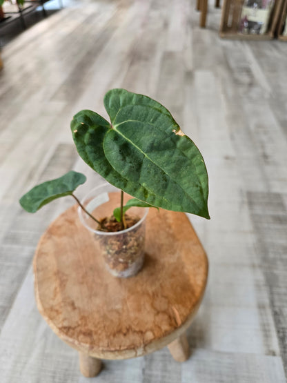 Anthurium Ace of Spades Dark Form x papillilaminum (JP2)
