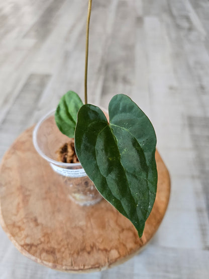 Anthurium Ace of Spades Dark Form x papillilaminum (JP2)