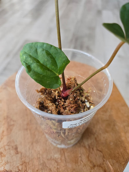 Anthurium Ace of Spades Dark Form x papillilaminum (JP2)
