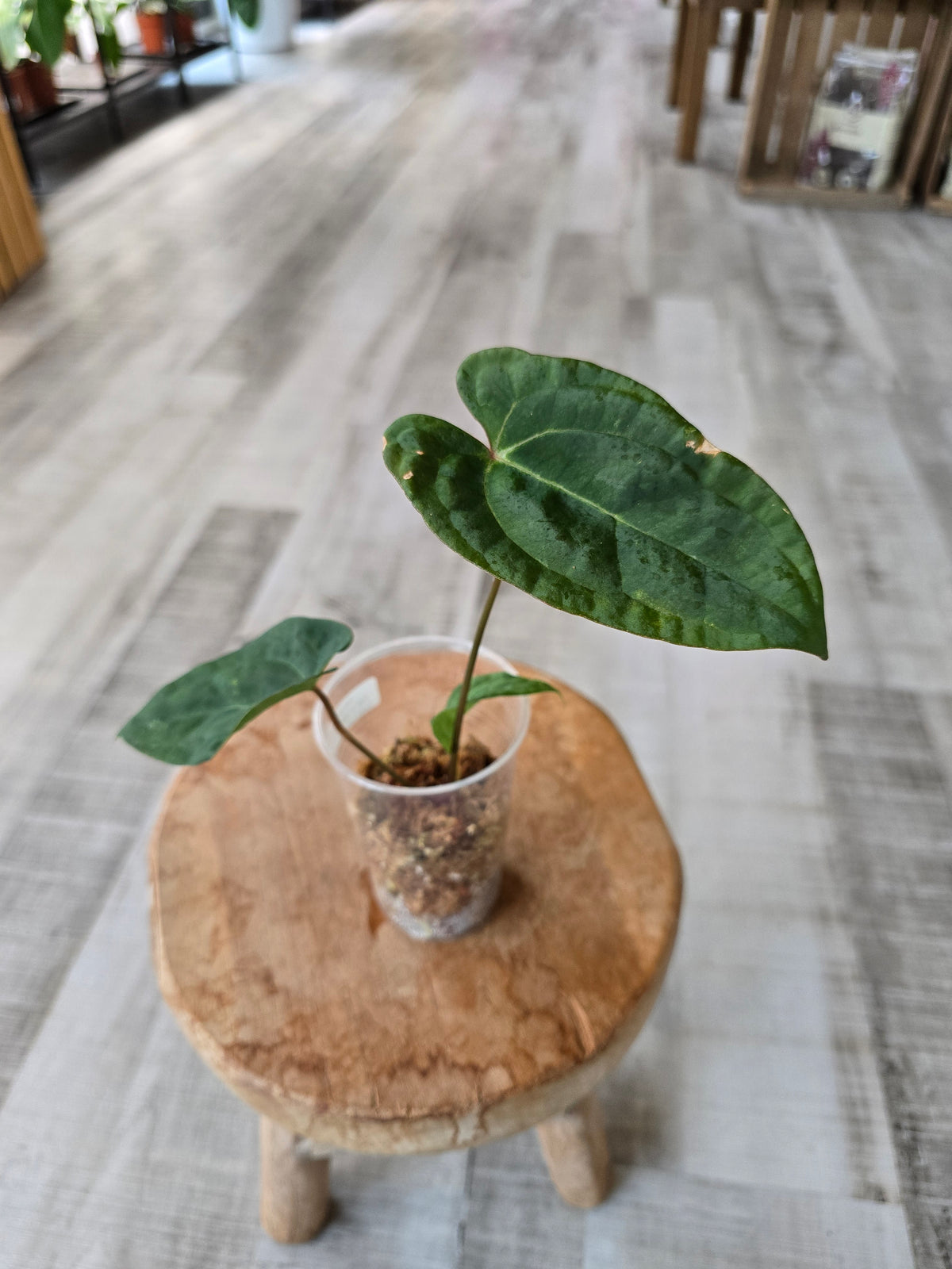 Anthurium Ace of Spades Dark Form x papillilaminum (JP2)