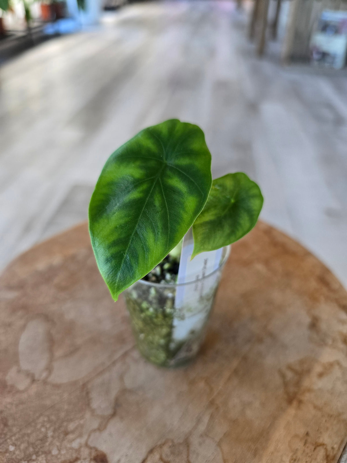 Alocasia clypeolata 'Green Shield' (JP)