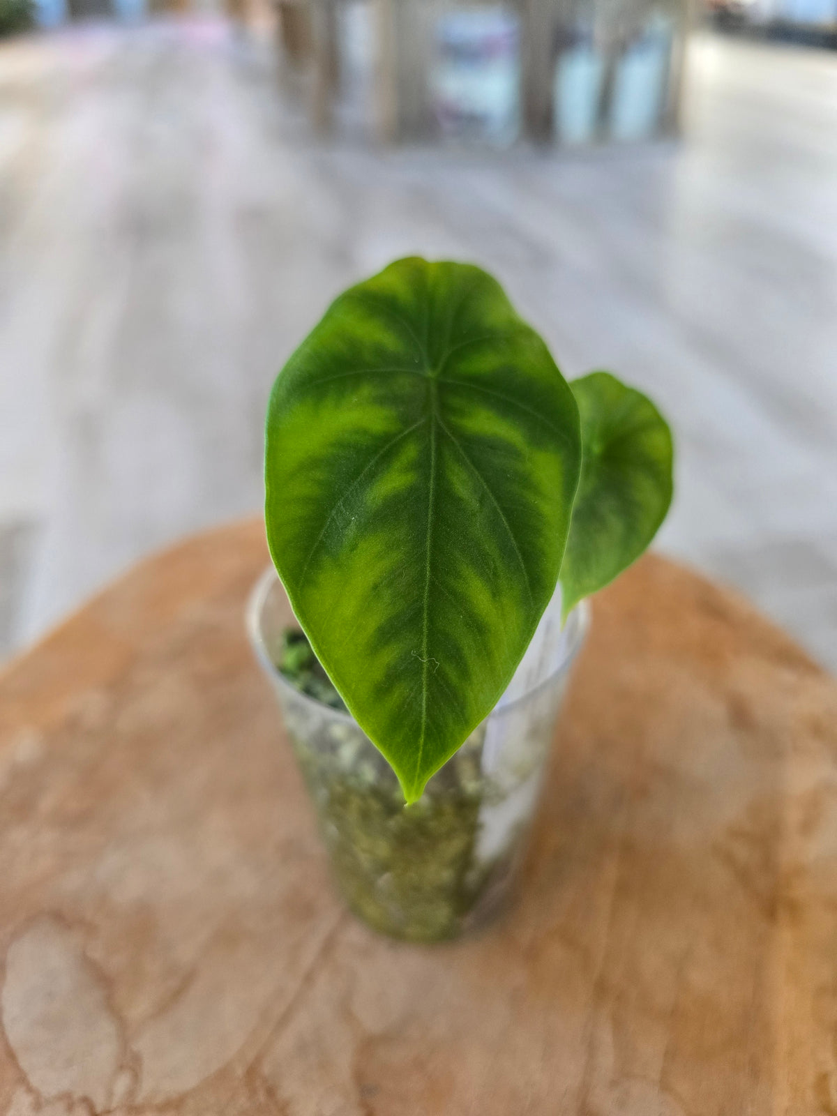 Alocasia clypeolata 'Green Shield' (JP)