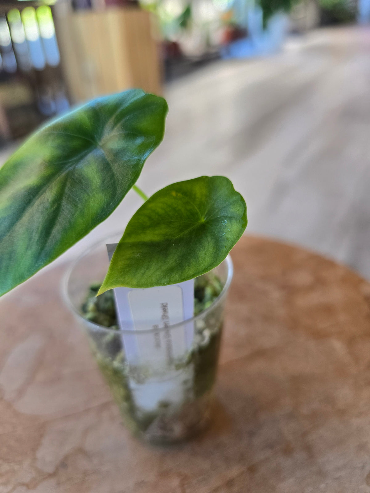 Alocasia clypeolata 'Green Shield' (JP)