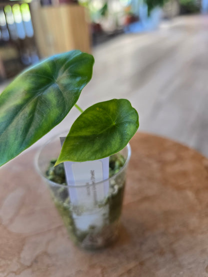 Alocasia clypeolata 'Green Shield' (JP)
