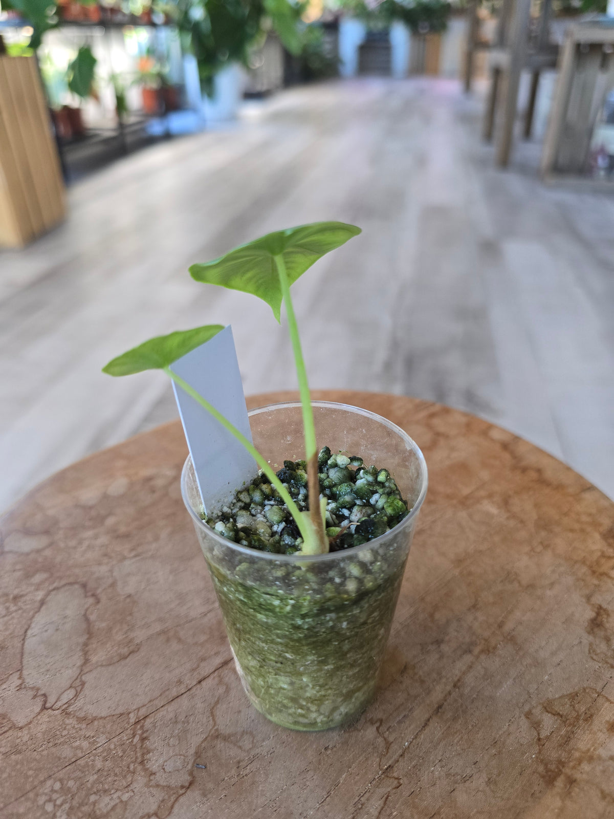 Alocasia clypeolata 'Green Shield' (JP)