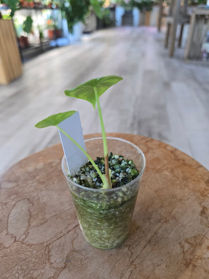 Alocasia clypeolata 'Green Shield' (JP)