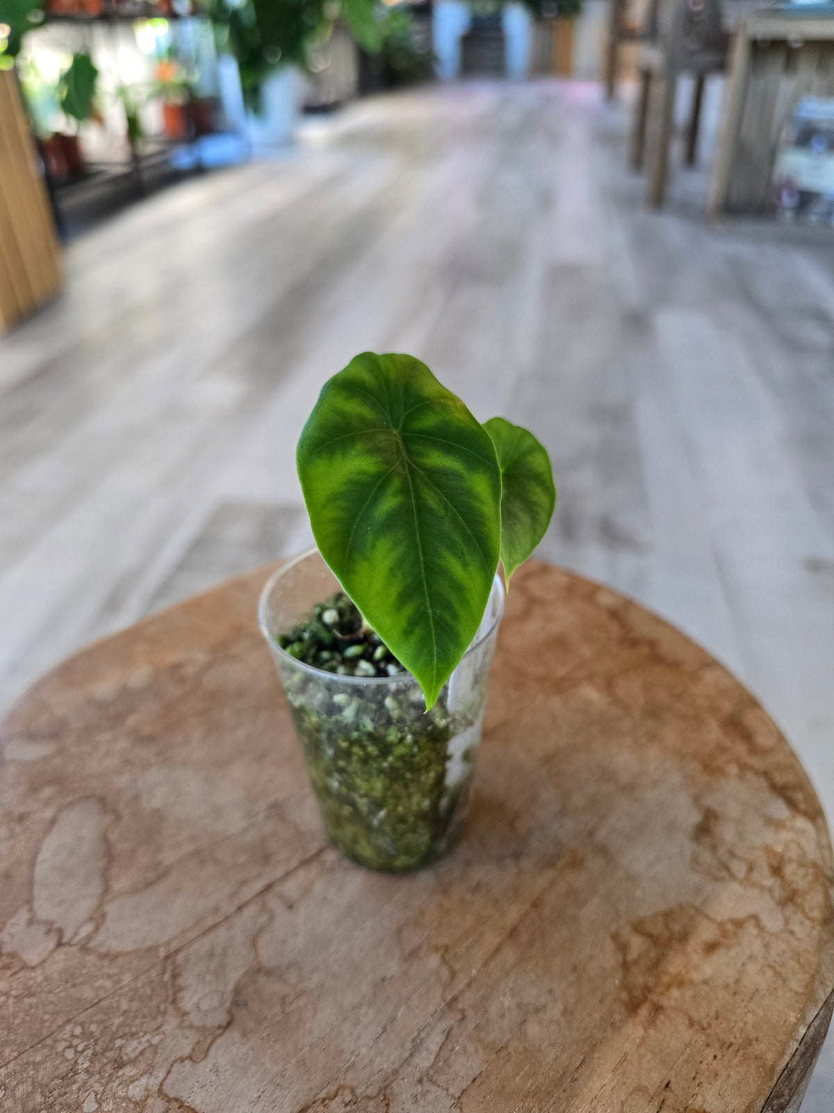 Alocasia clypeolata 'Green Shield' (JP)