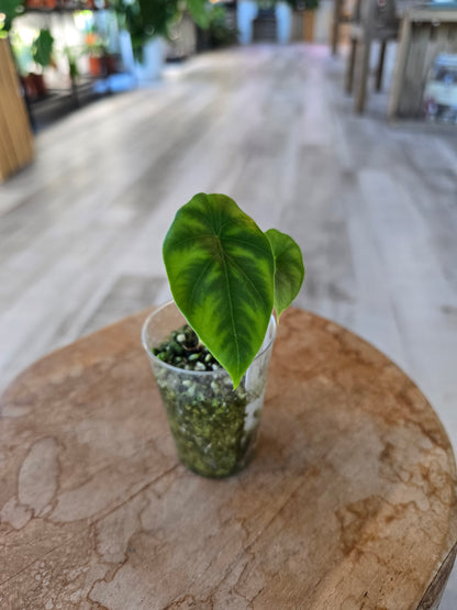 Alocasia clypeolata 'Green Shield' (JP)