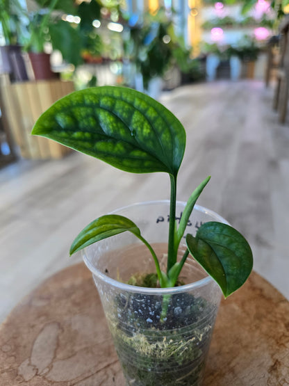 Monstera pinnatipartita (JP)