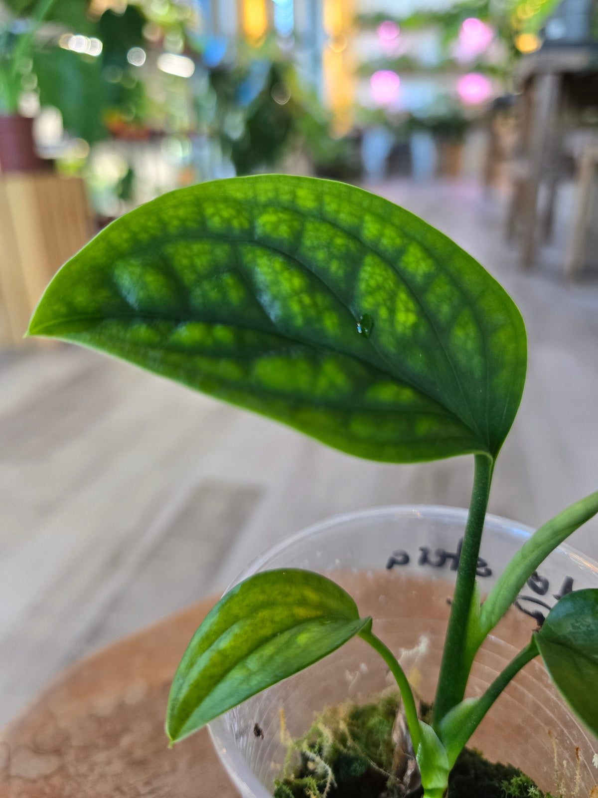 Monstera pinnatipartita (JP)