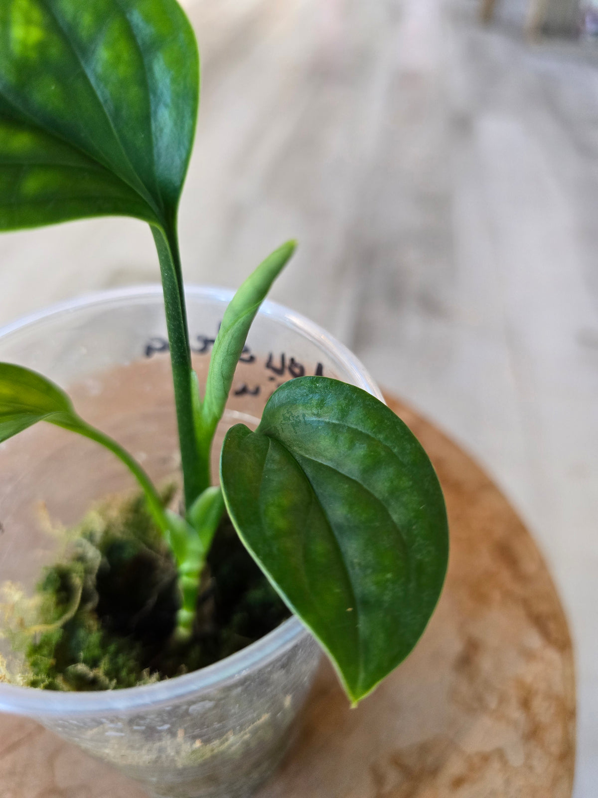Monstera pinnatipartita (JP)