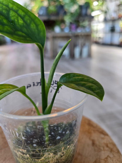 Monstera pinnatipartita (JP)