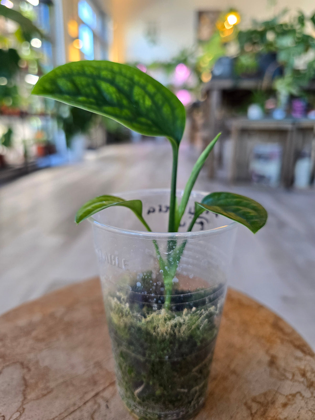 Monstera pinnatipartita (JP)