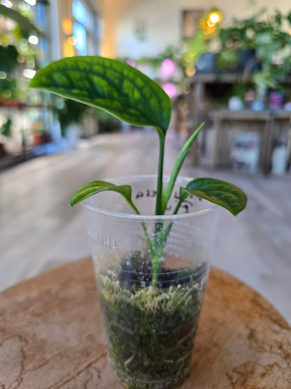 Monstera pinnatipartita (JP)