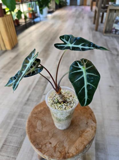 Alocasia Bambino (JP)