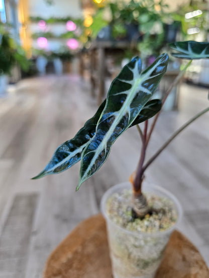 Alocasia Bambino (JP)