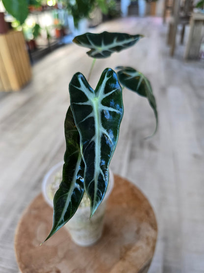 Alocasia Bambino (JP)