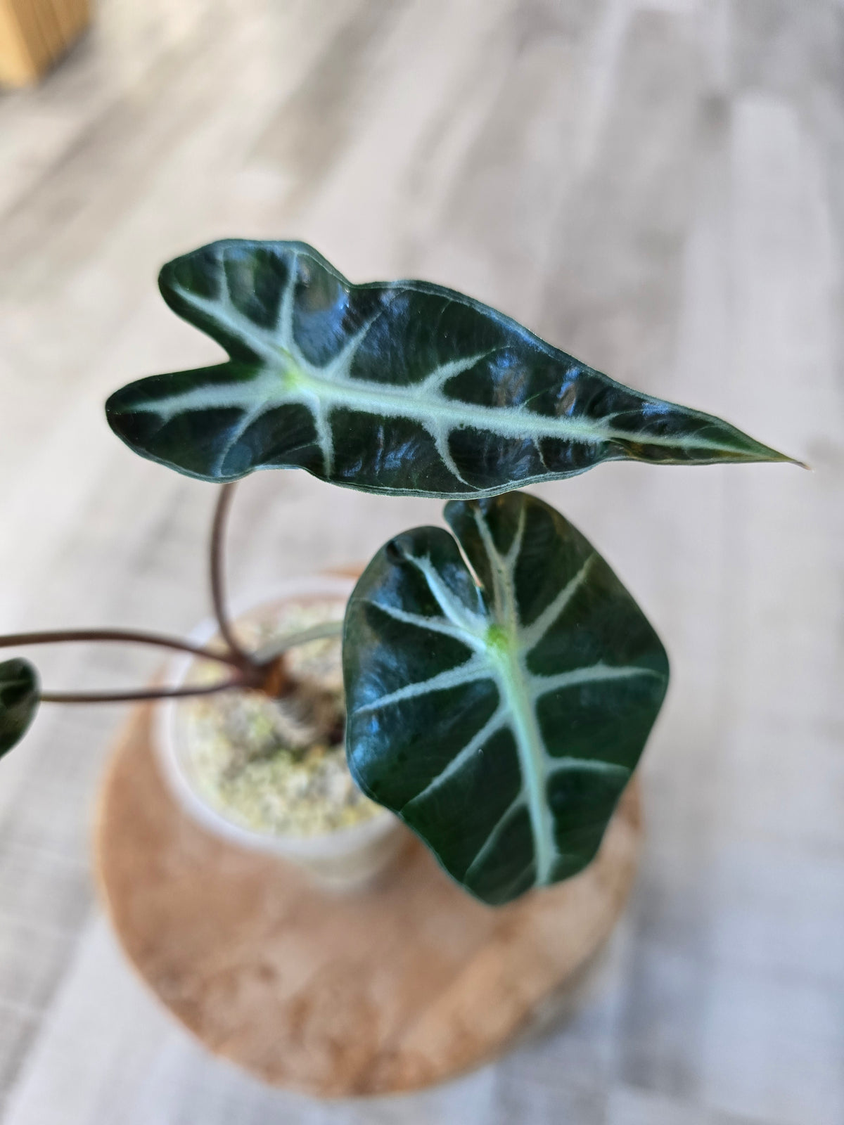Alocasia Bambino (JP)