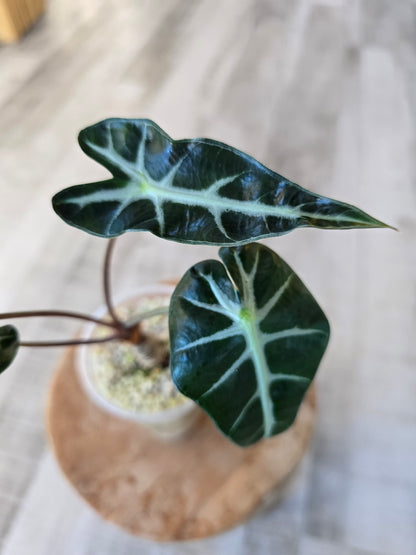 Alocasia Bambino (JP)