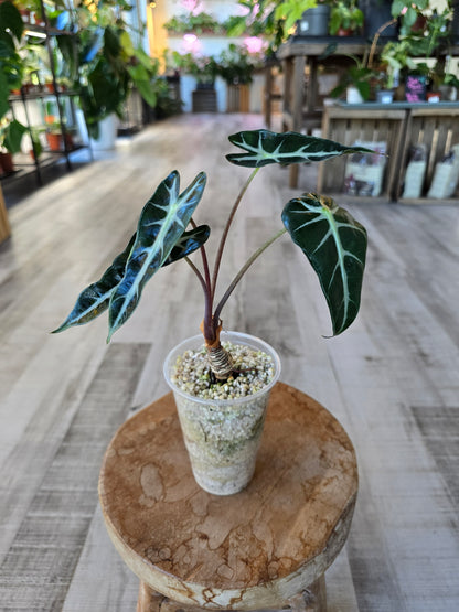 Alocasia Bambino (JP)