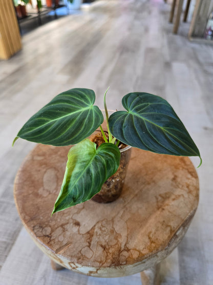 Philodendron Splendid (RC)