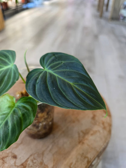 Philodendron Splendid (RC)