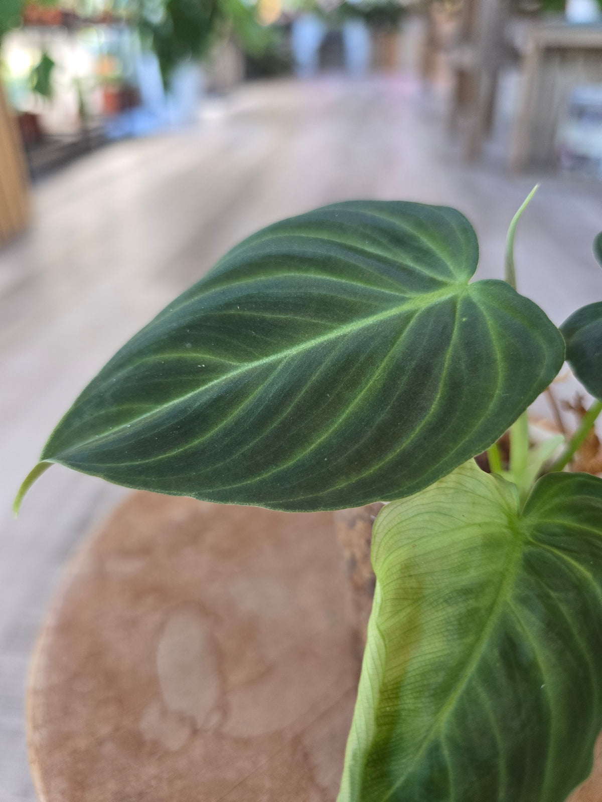 Philodendron Splendid (RC)