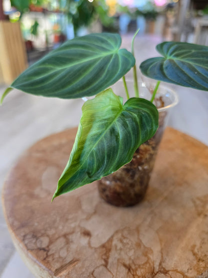 Philodendron Splendid (RC)