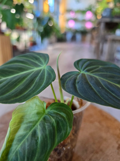 Philodendron Splendid (RC)