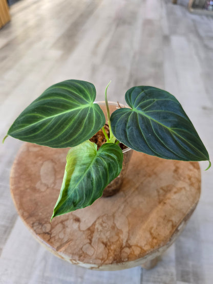 Philodendron Splendid (RC)