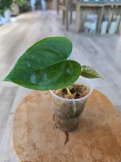 Anthurium Nigrolaminum 'Gigi' x Anthurium Forgetii