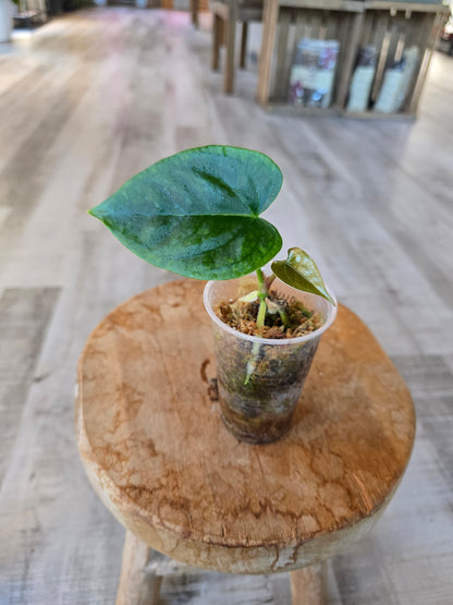 Anthurium Nigrolaminum 'Gigi' x Anthurium Forgetii