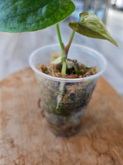 Anthurium Nigrolaminum 'Gigi' x Anthurium Forgetii