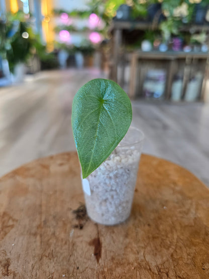 Alocasia Melo (JP)