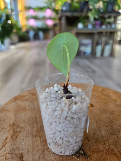 Alocasia Melo (JP)