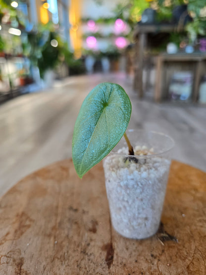 Alocasia Melo (JP)