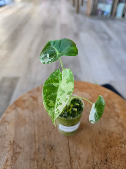Alocasia Frydek variegata (JP2)