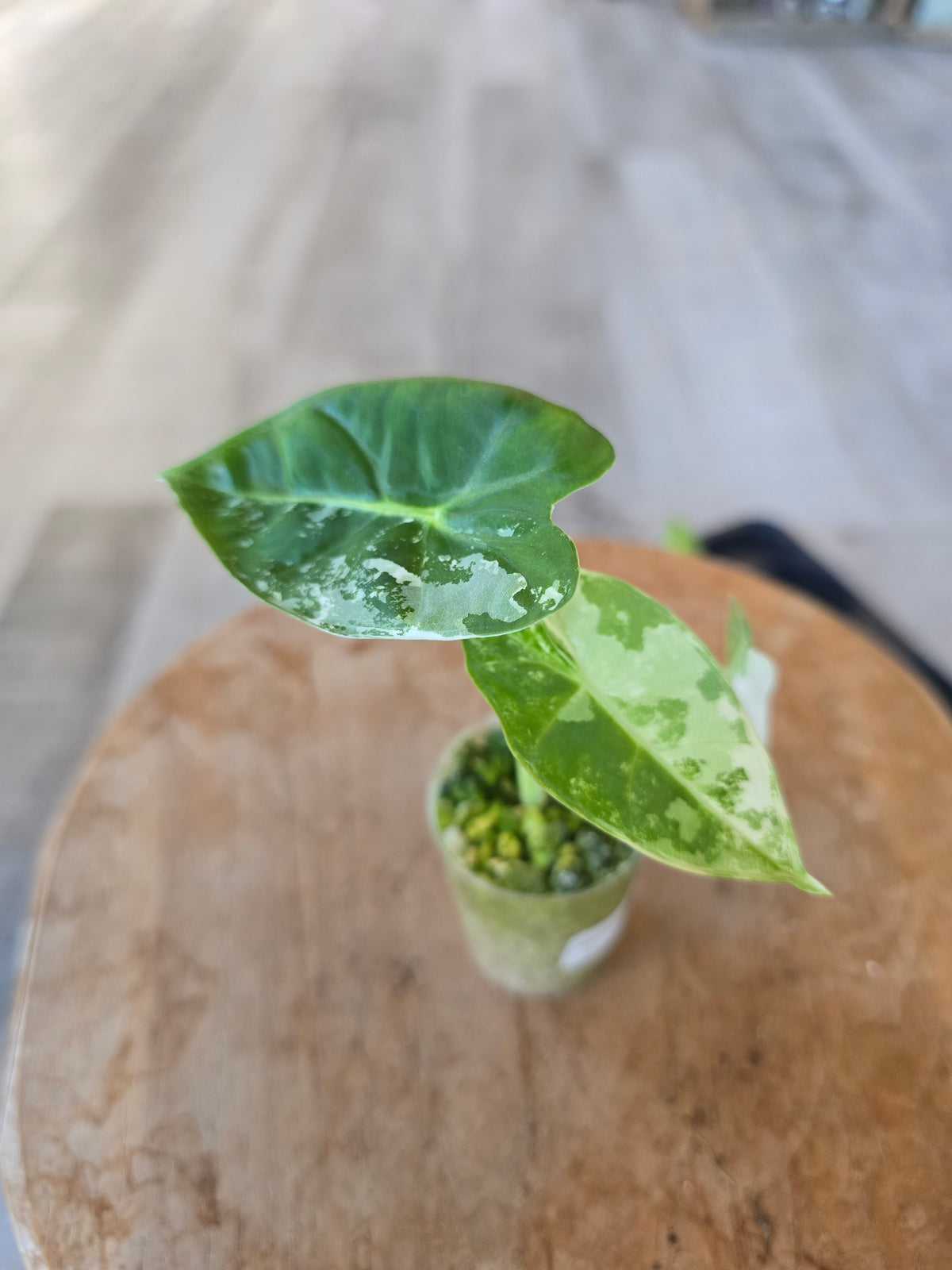 Alocasia Frydek variegata (JP2)