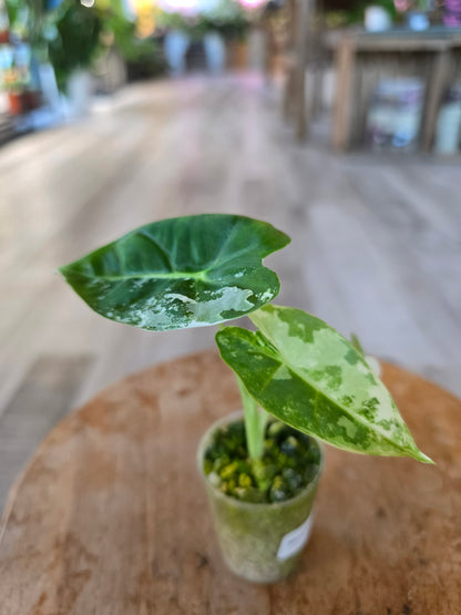 Alocasia Frydek variegata (JP2)