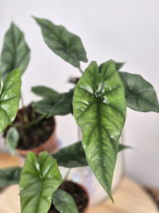 Alocasia Simpo
