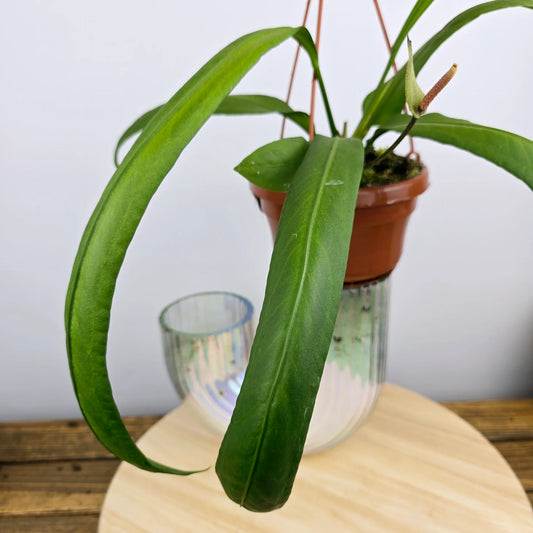 Anthurium vittariifolium