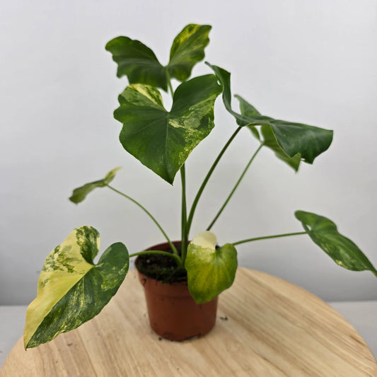 Philodendron Radiatum variegata