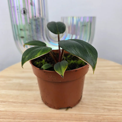 Homalomena wallisii 'Red Sumatra'